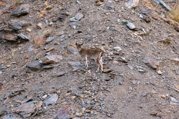 Mountain goat in La Cebadilla (Spain)
