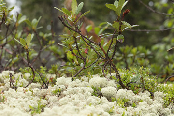 Beautiful mountain flowers. Lush mountain vegetation close up and fabulously beautiful flowers