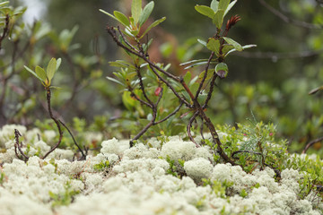 Beautiful mountain flowers. Lush mountain vegetation close up and fabulously beautiful flowers