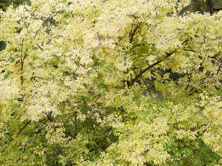 Celtis occidentalis | Micocoulier occidental aux feuilles jaunies d'automne