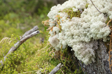 Beautiful mountain flowers. Lush mountain vegetation close up and fabulously beautiful flowers