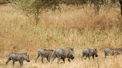 Fototapeta premium facoquero tarangire national park africa