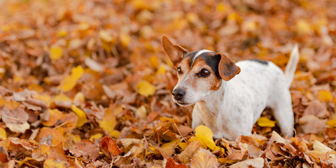 Cute little Jack Russell Terrier dog has a lot of fun in autumn leaves and is playing alone with...