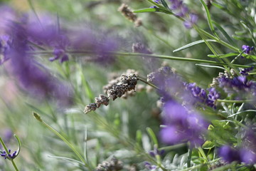 Lavendel (Lavandula angustifolia)
