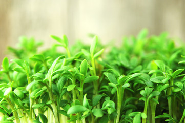 close-up of fresh green leaves of cress seedlings