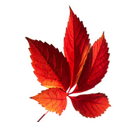 Jesienne liście na białym tle