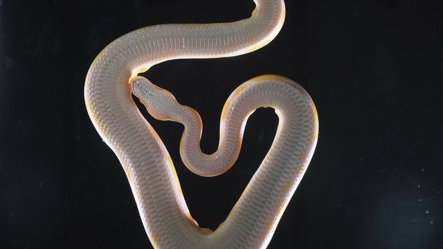Footage albino phyton, camera rushed down