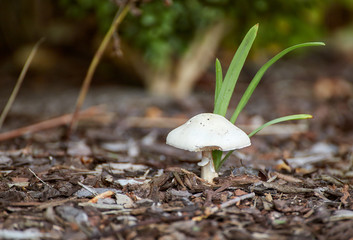 Nibbled white mushroom in a garden bed with grass in the background