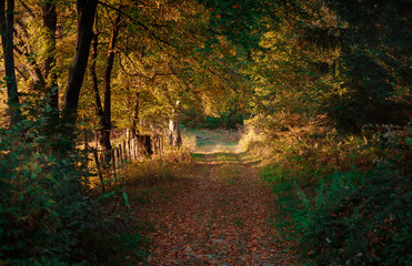 beautiful backdrop of a rural road in a forest autumn landscape