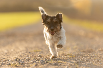 Cute purebred Jack Russell Terrier female 4 years old.Hair style rough. Cute little dog running...