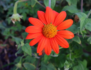 Blüte, Schmuckkörpchen, Kosmea