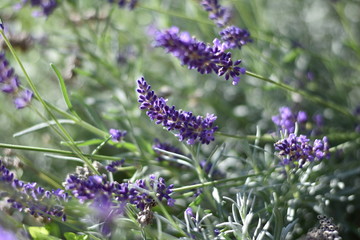 Lavendel (Lavandula angustifolia)