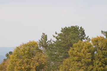 Fototapeta premium nature