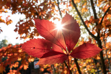 Słońce przebijające przez jesienne liście