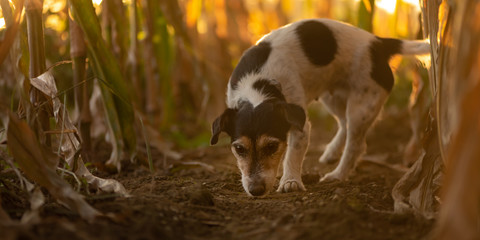 Cute disobedient Jack Russell Terrier Dog has escaped and is following a lead in the maize field in autumn.