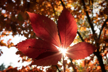 Słońce przebijające przez jesienne liście