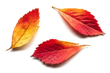 Jesienne liście na białym tle