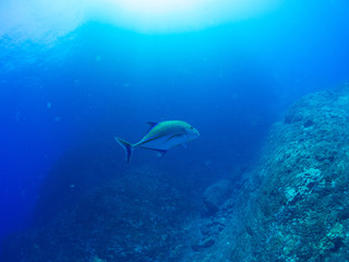トカラ列島_口之島_スキューバダイビング