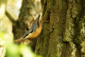 Eurasian nuthatch