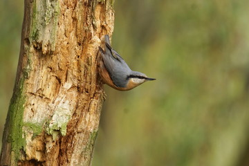 Eurasian nuthatch