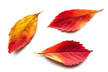 Jesienne liście na białym tle