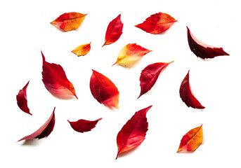 Jesienne liście na białym tle © piotrszczepanek