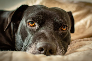 Smokey the dog falling asleep