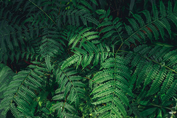 Green Leaves background, nature dark green background concept