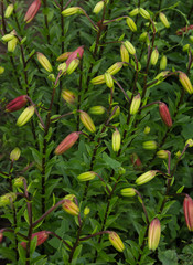 The buds of garden lilies will bloom soon
