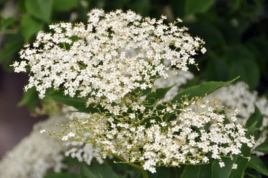 Holunderbl&uuml;ten
