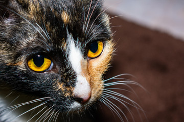 Close up of calico cat