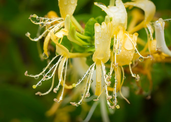 Rain drops on lonicera japonica blossoms