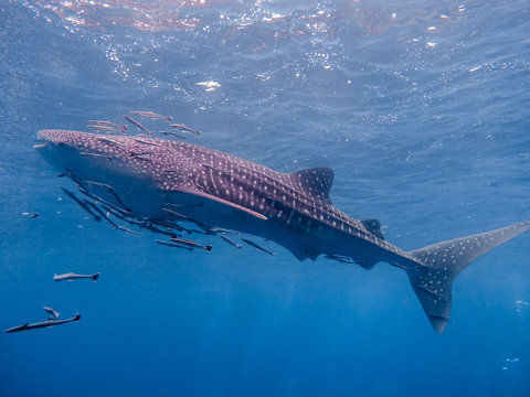Whaleshark