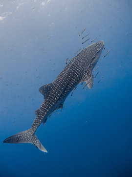Whaleshark