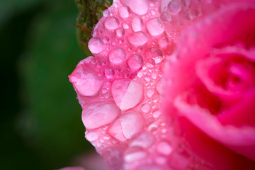 Raindrops on a pink rose petal