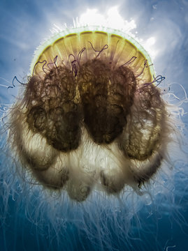 Jellyfish