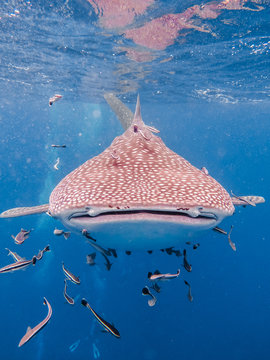 Whaleshark Head