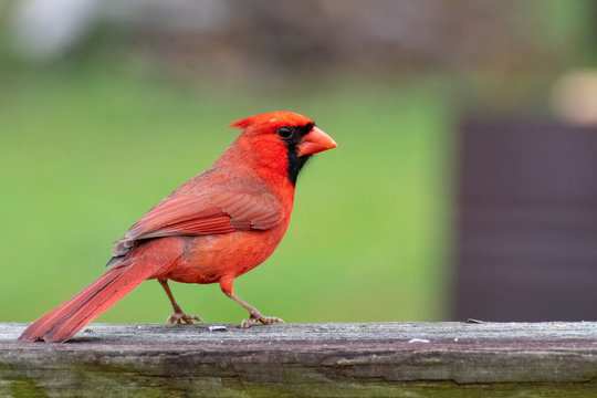 red cardinal