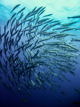 Barracuda Tornado