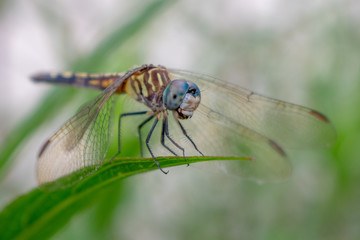 Dragonfly