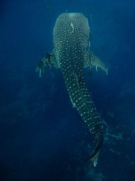 Whaleshark