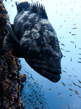 Giant Grouper