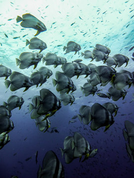 School Of Batfish