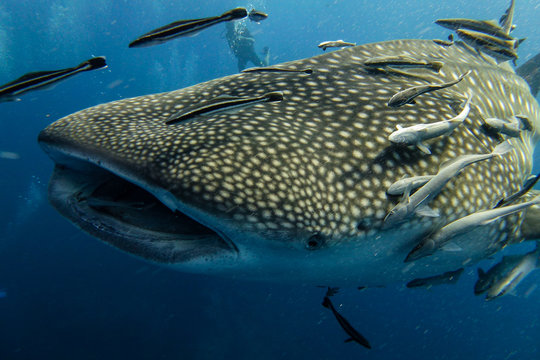 Whaleshark Close Up