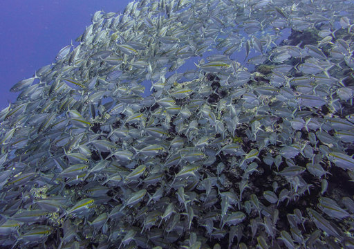 School Of Fish