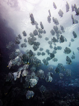 Batfish School