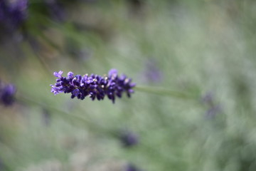 Lavendel (Lavandula angustifolia)
