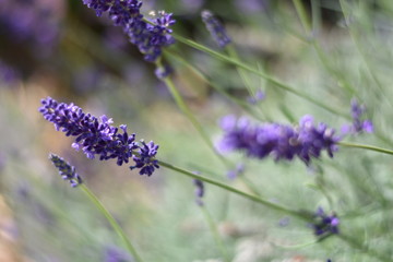 Lavendel (Lavandula angustifolia)