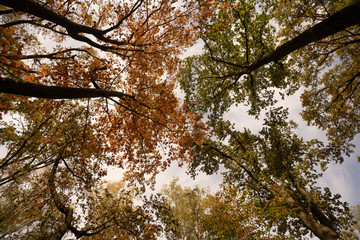 Park jesienią