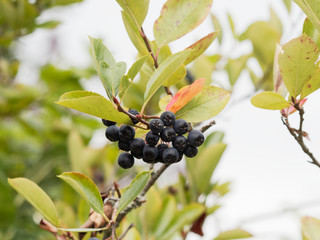 Aronia melanocarpa | Baies noires d'Aronia ou aronie ou sorbier noir